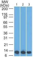 S100A8 / MRP8 Antibody (aa2-80, clone 63N13G5, Azide-free)