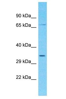 TMEM169 Antibody (aa246-295)