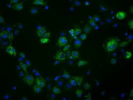 FAHD2A Antibody (clone OTI5E9)