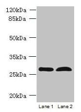 RTP4 / IFRG28 Antibody