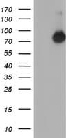 NUB1 Antibody (clone OTI1F3)