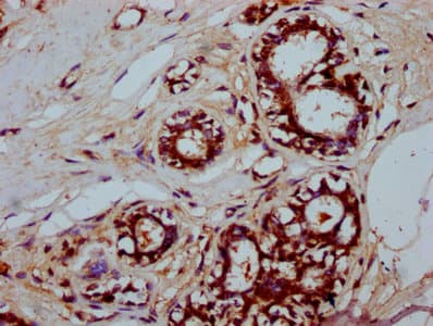 SFR1 / C10orf78 Antibody