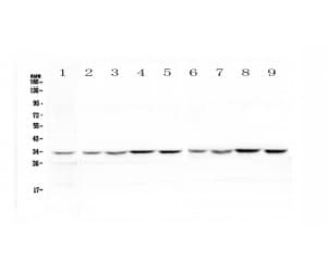 HLF Antibody