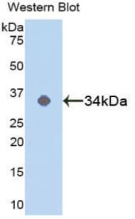 MAPK14 / p38 Antibody (aa19-279, Biotin)