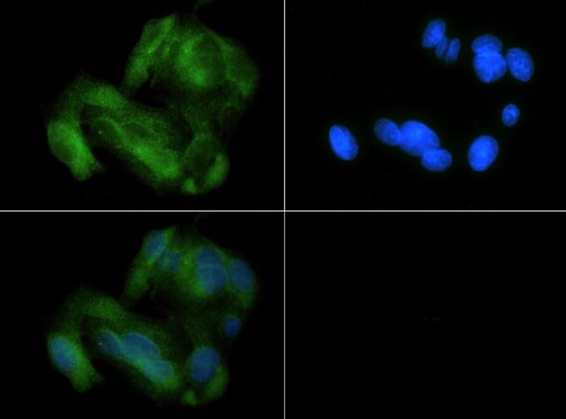 MFN1 Antibody (aa5-100, DY488)