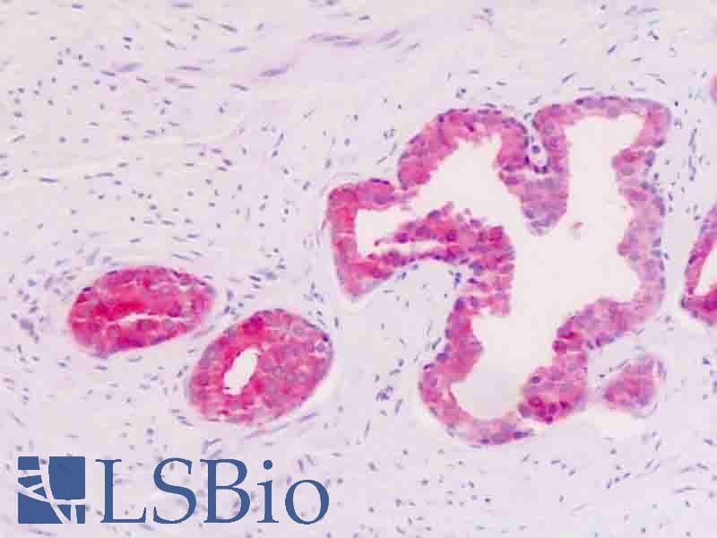 IHC-plus™ GPR34 Antibody (aa232-261)