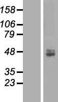 ACP6 Protein (Over-Expression Lysate Myc-DDK (Flag))