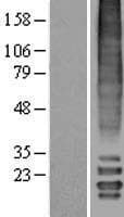 MLF2 Protein (Over-Expression Lysate Myc-DDK (Flag))
