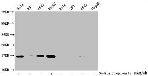 HIST1H3A Antibody