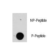 Polyclonal Rabbit anti-Human Raptor / Mip1 Antibody (phospho-Ser863)