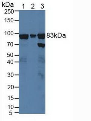 XRCC5 / Ku80 Antibody (aa251-732, APC)