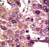 GP78 / AMFR Antibody (aa571-601)