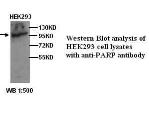 Polyclonal Rabbit anti-Human PARP1 Antibody (WB)