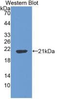 CASP3 / Caspase 3 Antibody (aa29-175)