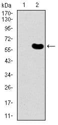 DKK3 Antibody (Amino Acid: 91-350, clone 8A5C6)