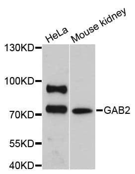GAB2 Antibody