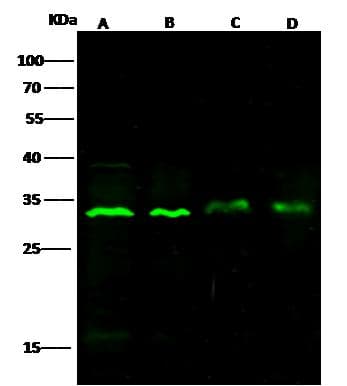 BCL2L1 / BCL-XL Antibody (Preservative Free)