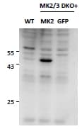 IHC-plus™ MAPKAPK2 / MAPKAP Kinase 2 Antibody (aa339-351)