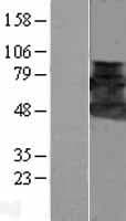 SH3P7 / HIP-55 Protein (Over-Expression Lysate Myc-DDK (Flag))