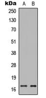Histone H3 Antibody (N-Terminus)