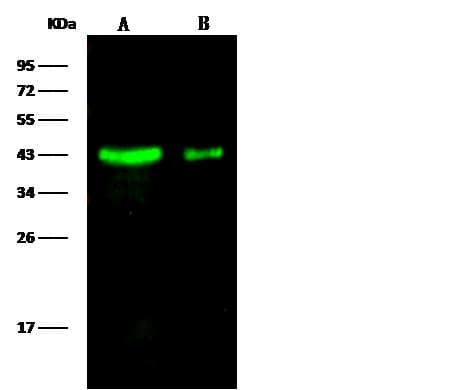 Monoclonal Mouse anti-Human LRPAP1 Antibody (clone 034, Preservative Free, WB)