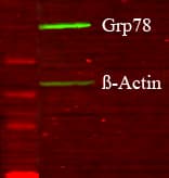 HSPA5 / GRP78 / BiP Antibody (N-Terminus, APC)