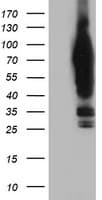 NLN / Neurolysin Antibody (clone OTI2H1, Carrier-free)