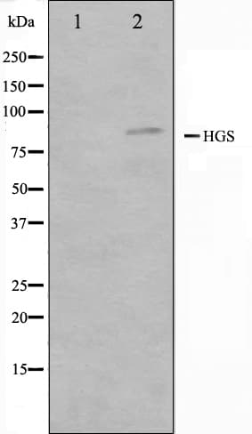 Polyclonal Rabbit anti-Human HRS / HGS Antibody (IHC, IF, WB)