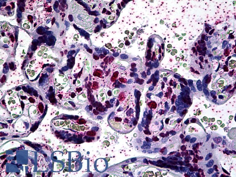 IHC-plus™ ARID3A / DRIL1 Antibody (clone 1A11)