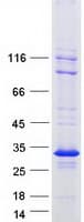 Human BAP29 / BCAP29 Protein (Recombinant Myc-DDK (Flag))