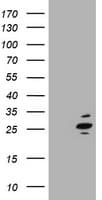 RAB37 Antibody (clone OTI1D11)
