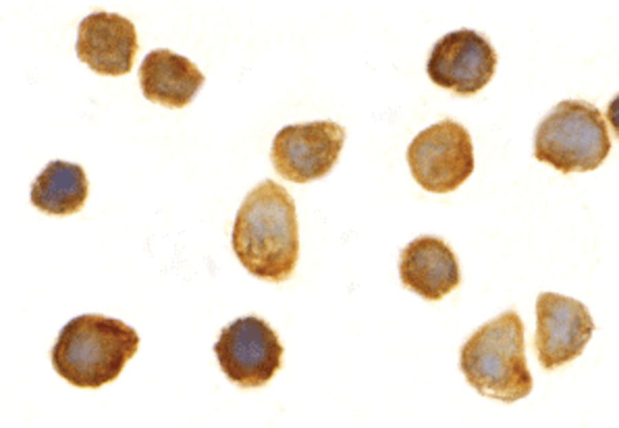 IHC-plus™ TOLLIP Antibody