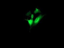 CCT8L2 Antibody (clone OTI4F4, Carrier-free)