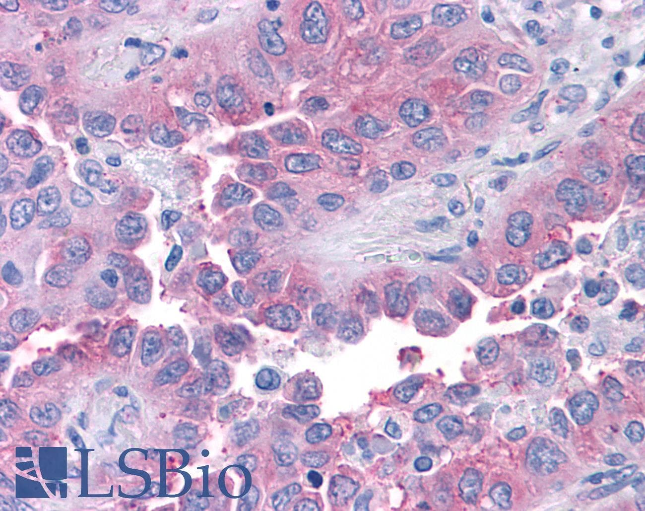 PathPlus™ T1R1 / TAS1R1 Antibody (Cytoplasmic Domain)