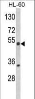 Polyclonal Rabbit anti-Human NR1I2 / PXR Antibody (aa100-127, IHC, IF, WB)