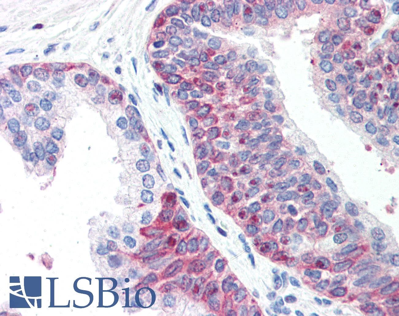 XRCC3 Antibody (DY488)