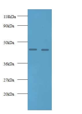 AGER / RAGE Antibody (FITC)