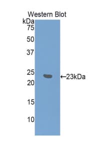 IFNA7 / Interferon Alpha 7 Antibody (aa24-190, APC)