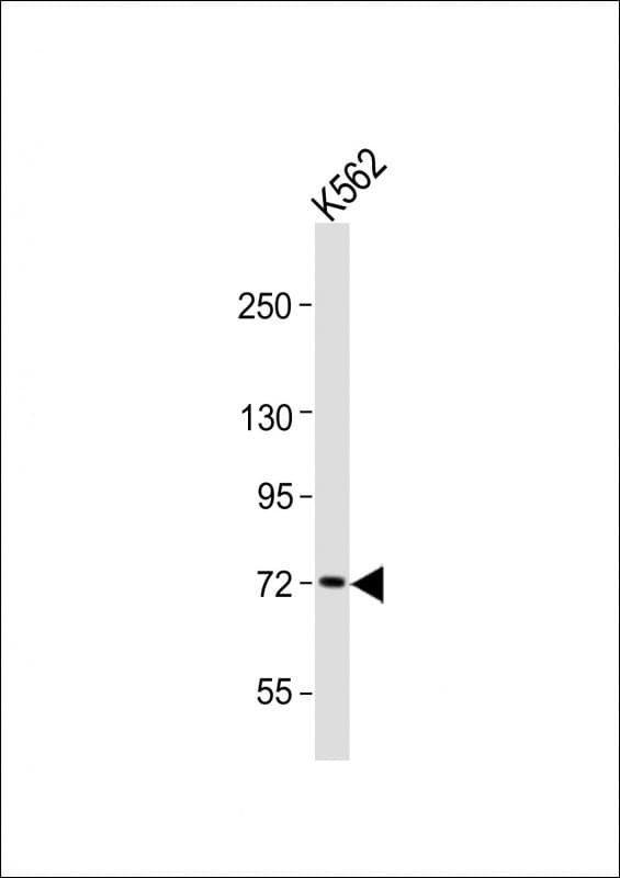 RBBP5 Antibody (aa505-559)