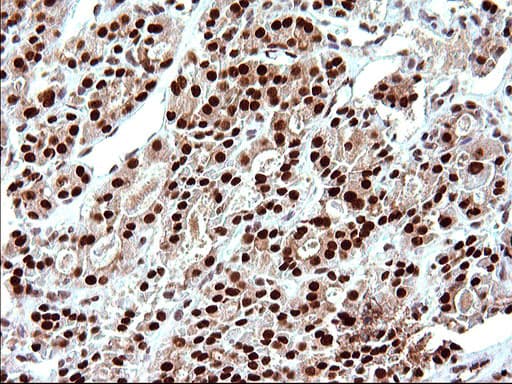 POLR3GL Antibody (clone OTI5E8, Carrier-free)