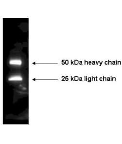 CENPU / MLF1IP Antibody