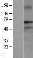 Human RNF220 / C1orf164 Protein (Over-Expression Lysate Myc-DDK (Flag))