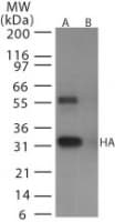 Influenza A Virus Hemagglutinin Antibody (aa128-143)