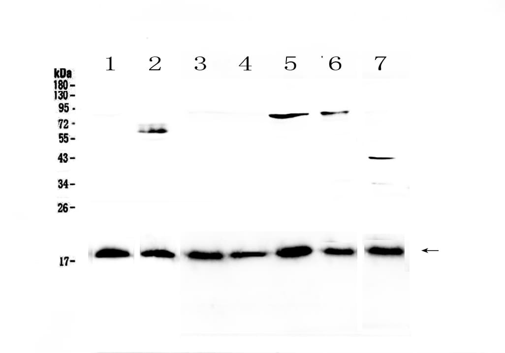 IL23A / IL-23 p19 Antibody