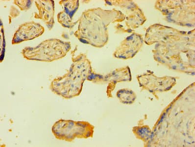 Polyclonal Rabbit anti-Human LIG1 / DNA Ligase 1 Antibody (WB)