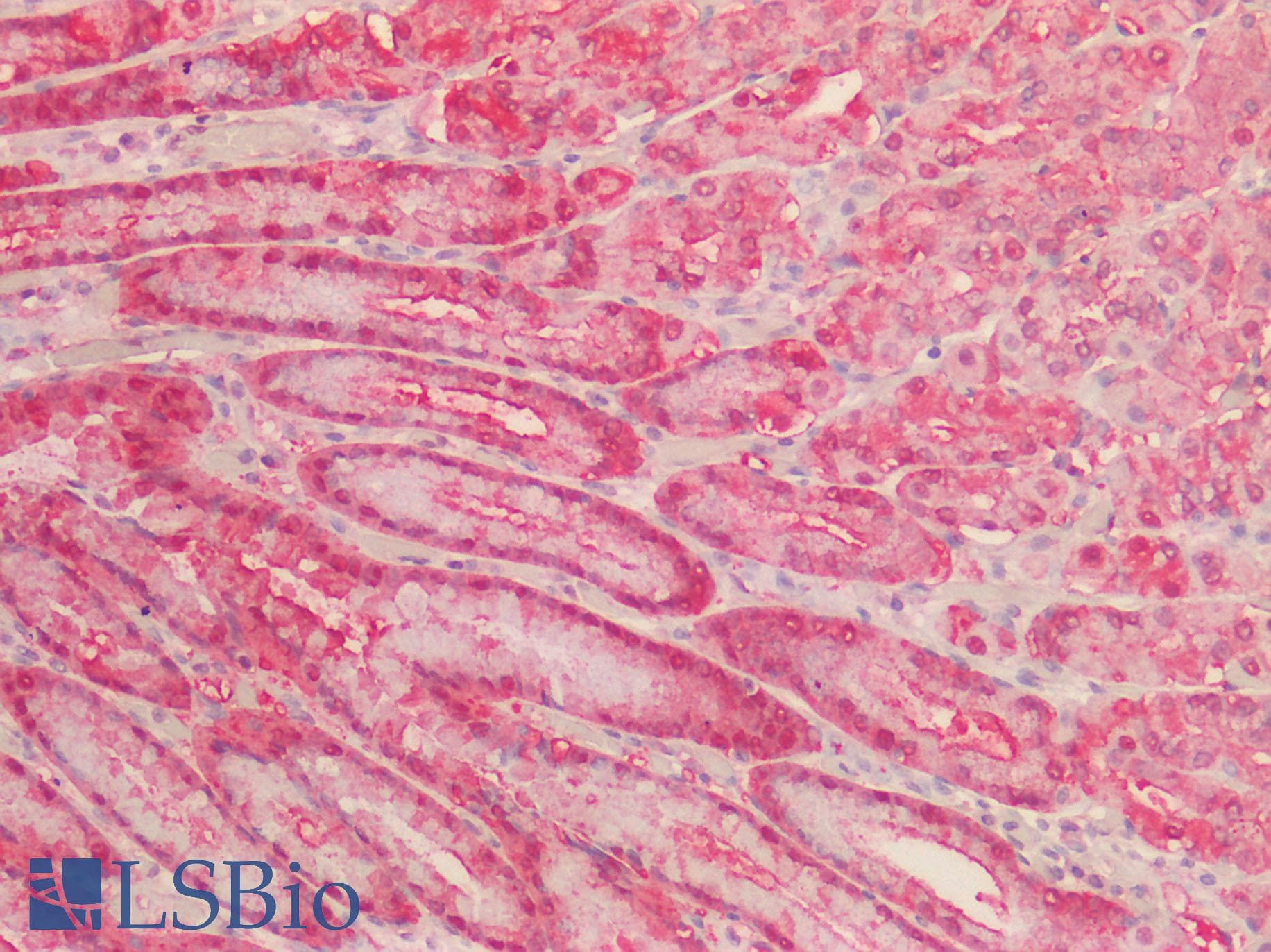 IHC-plus™ NQO1 Antibody (C-Terminus)