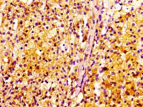 INTS10 Antibody
