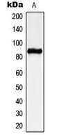 CHPF / CHSY2 Antibody (C-Terminus)
