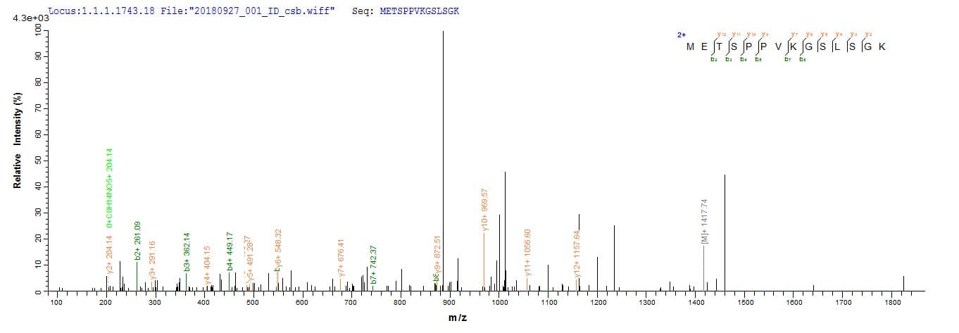Mouse VCAN / Versican Protein (Recombinant 10His, N-terminus + Myc, C-terminus)