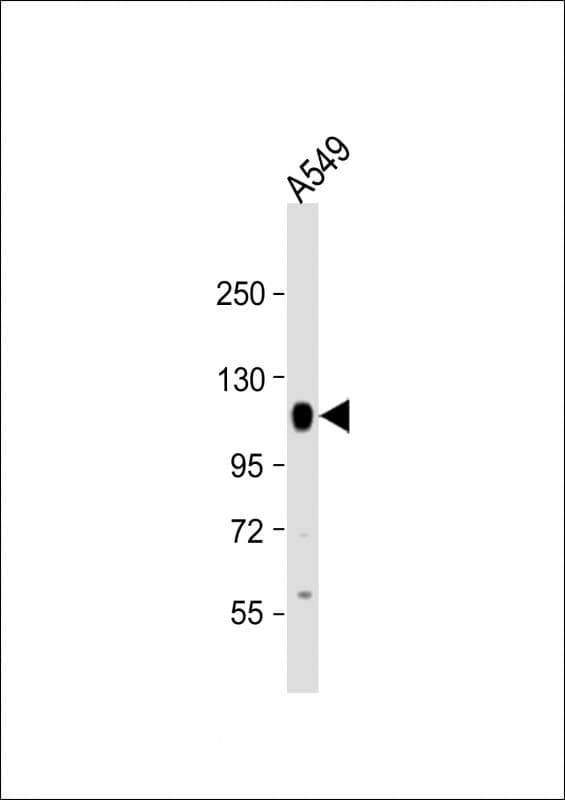 Polyclonal Rabbit anti-Human PTP-PEST / PTPN12 Antibody (aa724-756, WB)